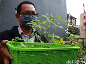 Yuk! Belajar Berkebun di Teras Hijau Project Bandung