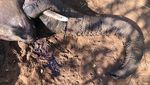 Dampak Kekeringan, Puluhan Gajah Zimbabwe Ditemukan Mati