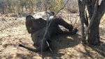 Dampak Kekeringan, Puluhan Gajah Zimbabwe Ditemukan Mati