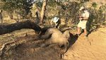 Dampak Kekeringan, Puluhan Gajah Zimbabwe Ditemukan Mati