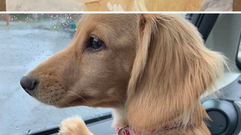 Di atas adalah sebuah lukisan yang Birdie Wood temui dan di bawahnya adalah foto anjing peliharaannya. Mirip! Foto: Birdie Wood via Bored Panda