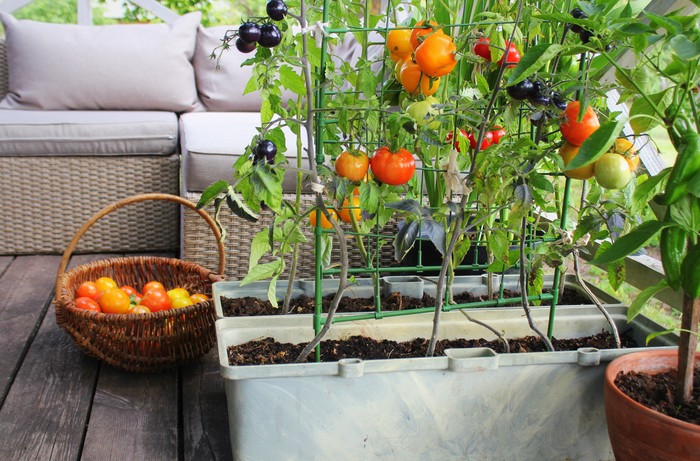 Bisa Cepat Panen, Sayuran dan Buah Ini Cocok Ditanam di Rumah Bisa Cepat Panen, Sayuran dan Buah Ini Cocok Ditanam di Rumah