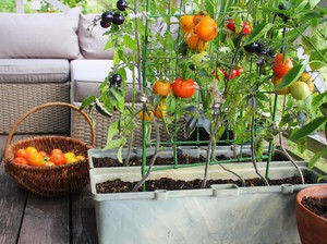 Bisa Cepat Panen, Sayuran dan Buah Ini Cocok Ditanam di Rumah