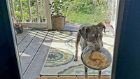 Anjing ini sempat hilang, namun pemiliknya bercerita tiba-tiba ia muncul di depan pintu. Lengkap dengan sekantong taco yang belum dibuka. Foto: Bored Panda