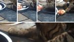 10 Momen Kocak Saat Hewan Peliharaan Tertangkap Curi Makanan