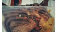 Pakai collar di leher, kucing ini masih sempat-sempatnya mencuri makanan. Ia mengambil taco dengan sayuran segar.  Foto: Bored Panda