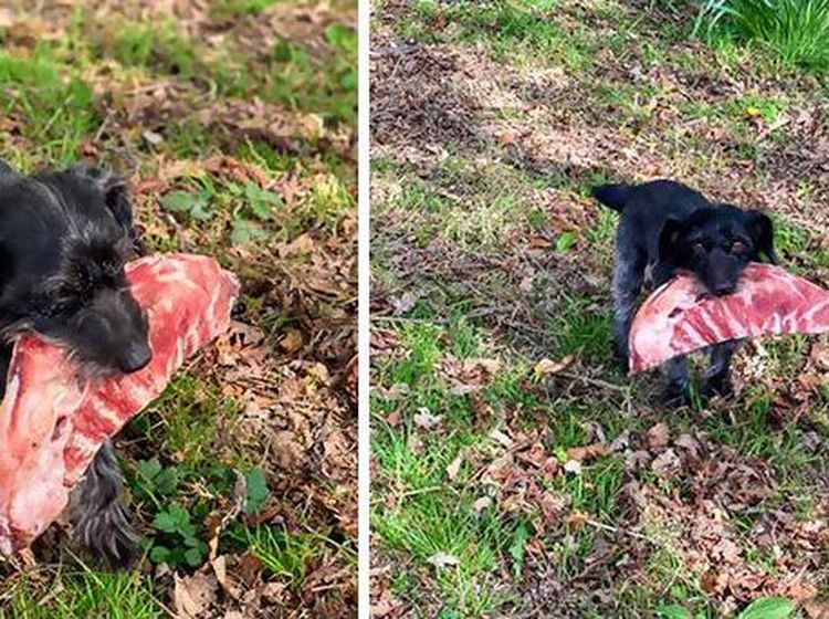 10 Momen Kocak Saat Hewan Peliharaan Tertangkap Curi Makanan