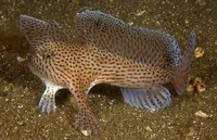 Ikan aneh di dasar lautan