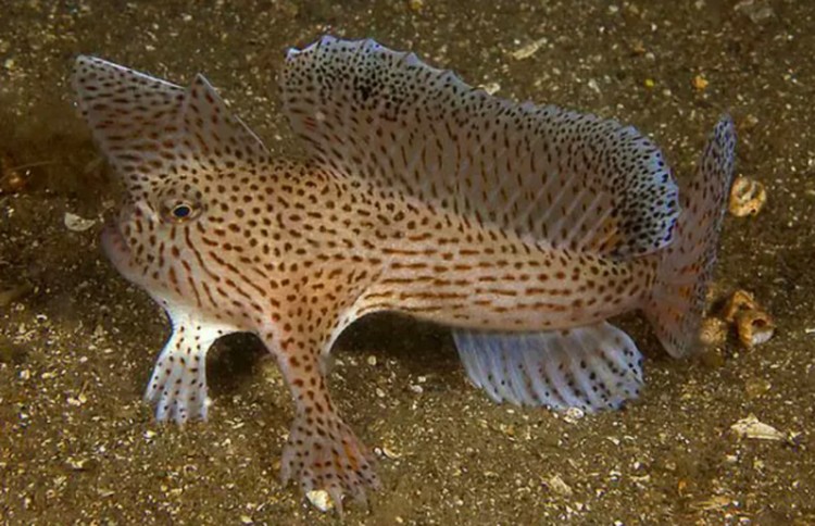 Ikan aneh di dasar lautan Ikan aneh di dasar lautan