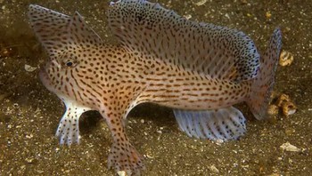 Ikan bertangan: Ikan yang seolah bertangan ini, Brachionichthys hirsutus, adalah spesies langka dan terancam punah di perairan dalam Australia. Tangannya itu dapat digunakan untuk berjalan di dasar lautan. Foto: Live Science