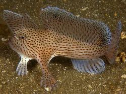 Spesies Alien yang Berkeliaran di Kedalaman Lautan