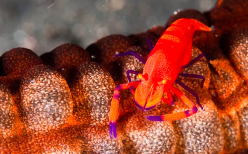 Ikan aneh di dasar lautan