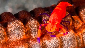 Udang Halloween: Udang unik ini merupakan parasit timun laut, dikenal dengan warna orange dan ungu yang cerah. Selain di timun laut, ia juga parasit pada binatang laut lainnya. Foto: Live Science