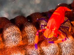 Spesies Alien yang Berkeliaran di Kedalaman Lautan