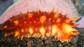 Timun laut: Tampaknya tidak berbahaya, timun laut melata di dasar lautan. Namun demikian, jika diserang oleh predator, ia dapat melontarkan racun yang dapat mengejutkan bahkan membunuh hewan lain. Foto: Live Science