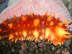 Spesies Alien yang Berkeliaran di Kedalaman Lautan