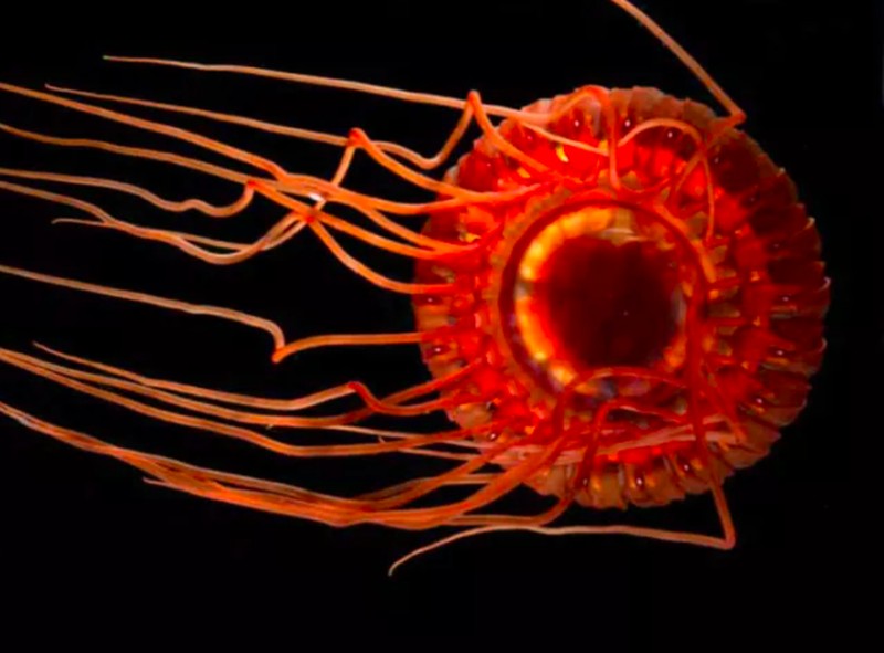 Ikan aneh di dasar lautan