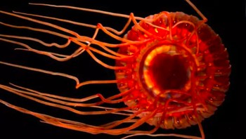 Ubur-ubur merah tua: Ubur-ubur di laut dalam ini berwarna merah darah, tapi dapat berubah jadi warna biru ketika diancam oleh predator. Nama ilmiahnya Atolla wyvillei. Foto: Live Science