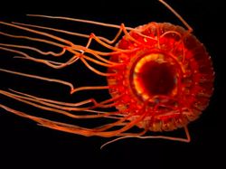 Spesies Alien yang Berkeliaran di Kedalaman Lautan