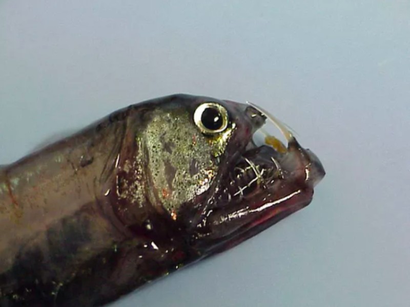 Ikan aneh di dasar lautan