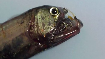 Viperfish gigi pedang: Viperfish atau terjemahannya ikan ular berbisa ini giginya amat panjang dan tajam. Ia biasa tinggal di kedalaman laut tropis, melumpuhkan mangsanya dengan gigitannya. Foto: Live Science
