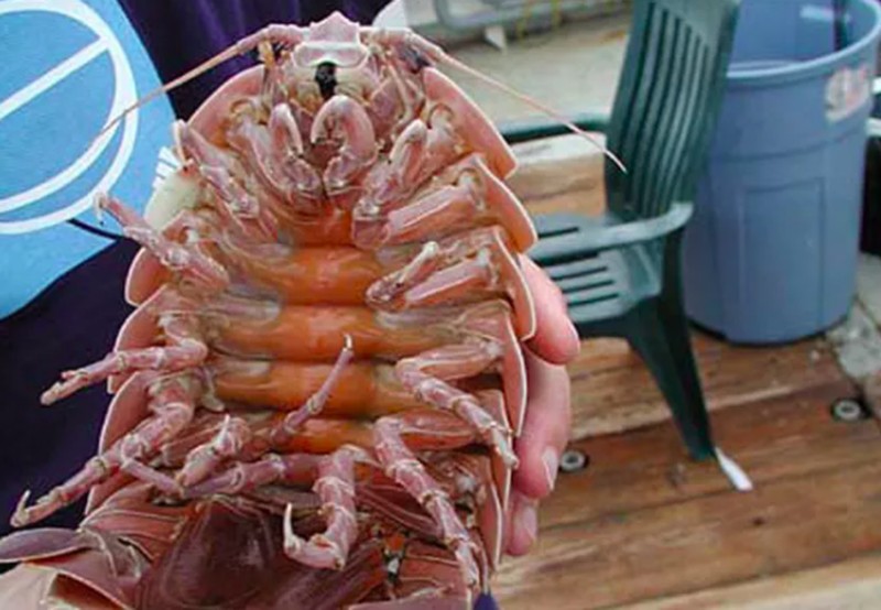 Ikan aneh di dasar lautan