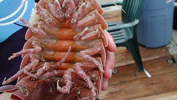 Kecoak raksasa: Belum lama ini, LIPI dan akademisi Singapura menemukan Kecoak Laut Raksasa pertama yang dijumpai di dalam laut Indonesia. Hewan golongan krustasea itu bisa tumbuh sampai sebesar anak anjing. Peneliti menamainya sebagai Bathynomus raksasa. Foto: Live Science