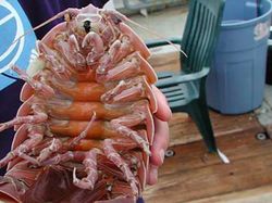 Spesies Alien yang Berkeliaran di Kedalaman Lautan