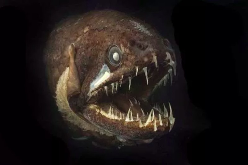 Ikan aneh di dasar lautan