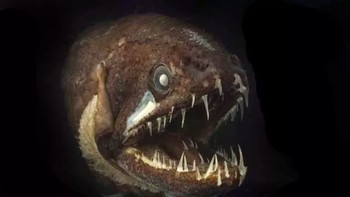Ikan blackdragon: Ikan blackdragon ini selain seram, punya keunikan di mana organnya dapat bercahaya, di sekitar perut, untuk mengelabui predator. Matanya juga dapat bersinar untuk mencari mangsa atau pasangan. Lihat lidahnya, ada gigi-gigi tajam. Foto: Live Science