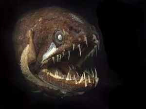 Ikan di Laut Dalam Punya Bentuk yang Aneh Mirip Alien, Ternyata Ini Alasannya
