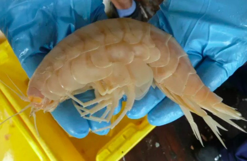 Ikan aneh di dasar lautan