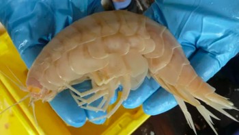 Krustasea raksasa: Krustasea raksasa ini 20 kali lebih besar dari keluarga krustasea pada umumnya, ditemukan pada tahun 2011 pada kedalaman 6 kilometer di palung Kermadec. Foto: Live Science