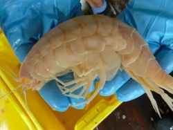 Spesies Alien yang Berkeliaran di Kedalaman Lautan