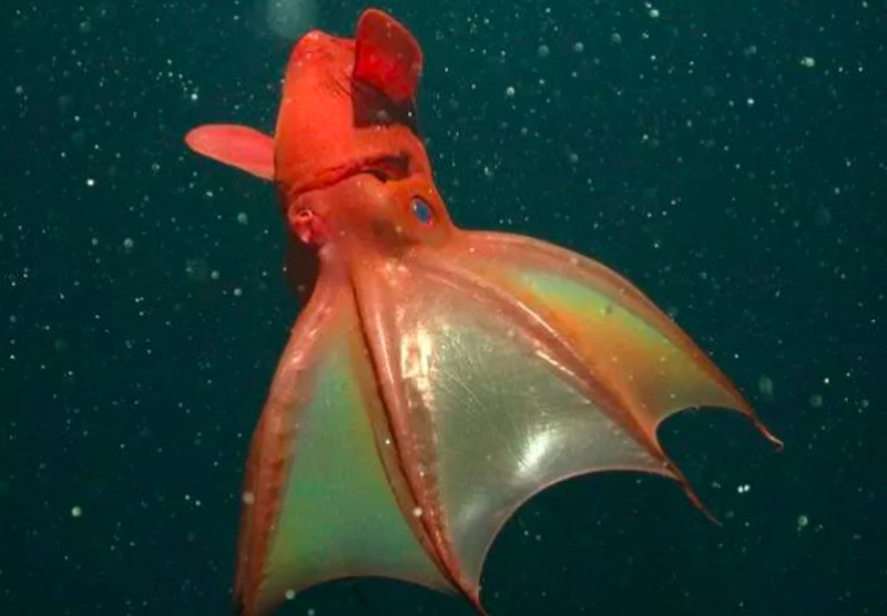 Ikan aneh di dasar lautan