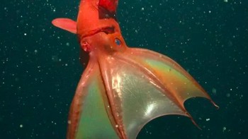 Cumi-cumi vampir: Nama ilmiahnya Vampyroteuthis infernalis atau cumi vampir dari neraka karena warnanya yang merah. Walau namanya menyeramkan, ia relatif kecil, yaitu seanjang 15,4 cm. Sebenarnya, hewan ini bukanlah cumi atau girta, melainkan spesies tersendiri. Foto: Live Science