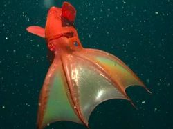 Spesies Alien yang Berkeliaran di Kedalaman Lautan