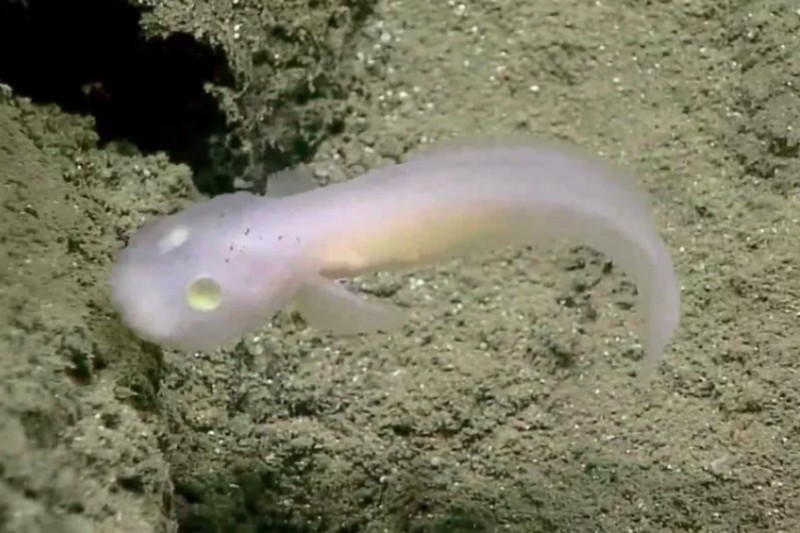 Ikan aneh di dasar lautan