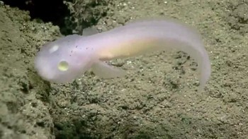 Ikan hantu: Ikan hantu, demikian julukannya, ditemukan pada tahun 2016, berenang di kedalaman 2.500 meter di palung Mariana. Kulitnya seperti transparan dan matanya pun tidak berwarna. Foto: Live Science