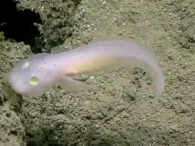 Spesies Alien yang Berkeliaran di Kedalaman Lautan