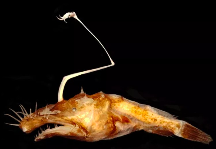 Ikan aneh di dasar lautan Ikan aneh di dasar lautan
