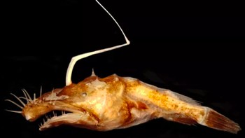 Anglerfish: Bernama ilmiah Lasiognathus dinema, ikan ini wujudnya benar-benar aneh. Giginya seperti jarum, kemudian ada semacam tulang yang mencuat di kepalanya. Tulang itu ada bakteri yang memancarkan cahaya untuk menarik umpan para ikan yang tertarik dengannya. Foto: Live Science