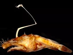 Spesies Alien yang Berkeliaran di Kedalaman Lautan