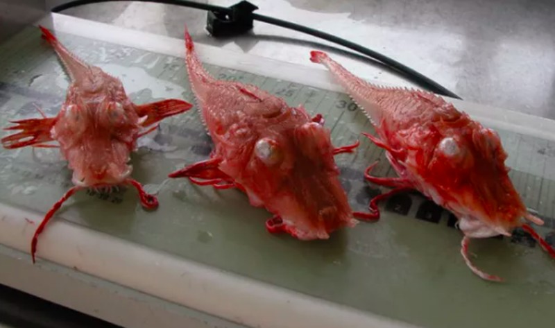 Ikan aneh di dasar lautan