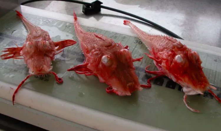 Ikan aneh di dasar lautan Ikan aneh di dasar lautan