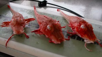 Armored Searobin: Armored Searobin ini, yang bentuknya aneh, dapat ditemukan di dalam lautan tropis. Tubuhnya dilapisi kulit tebal serta matanya sangat menonjol. Foto: Live Science