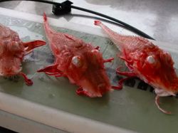 Spesies Alien yang Berkeliaran di Kedalaman Lautan