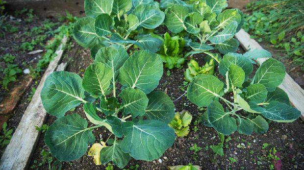 Brussels Sprouts Plants Growing in Garden Bed
