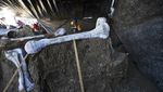 Kerangka Mammoth Ditemukan di Area Pembangunan Bandara Meksiko
