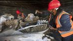 Kerangka Mammoth Ditemukan di Area Pembangunan Bandara Meksiko